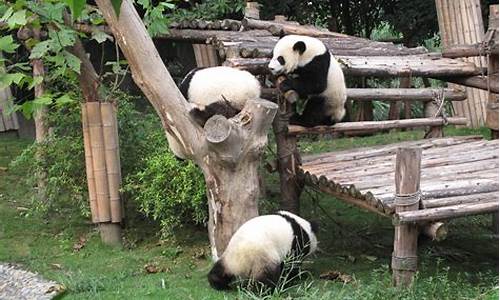去熊猫基地的最佳时间